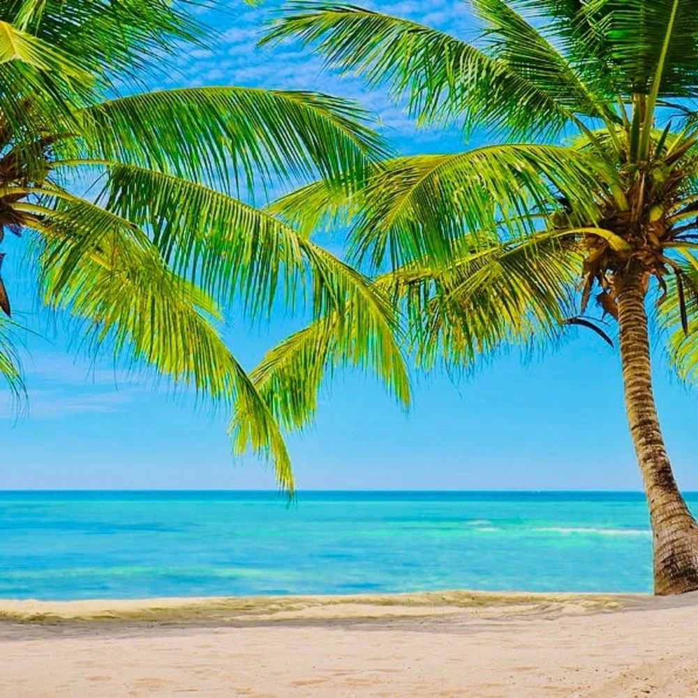 🌴🌺🌴🌺🌴🌺🌴🌺🌴🌺🌴🌺🌴🌺🌴🌺🌴 - Picture 6 of 7